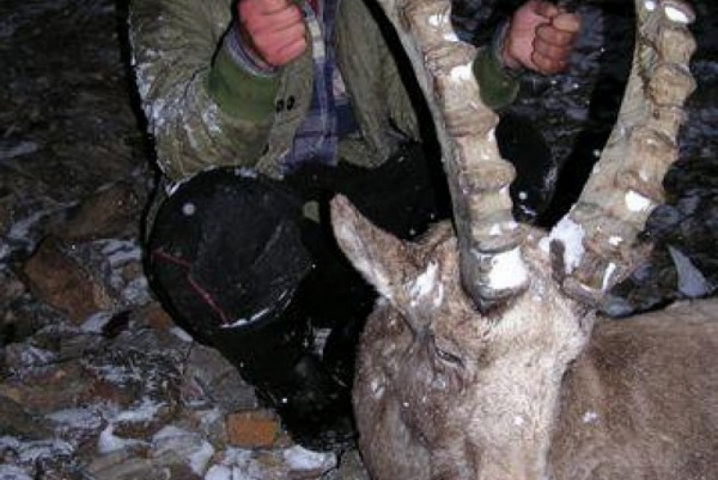  Zažite divočinu / Kirgizsko - poľovačka na vlka a kozorožca - foto