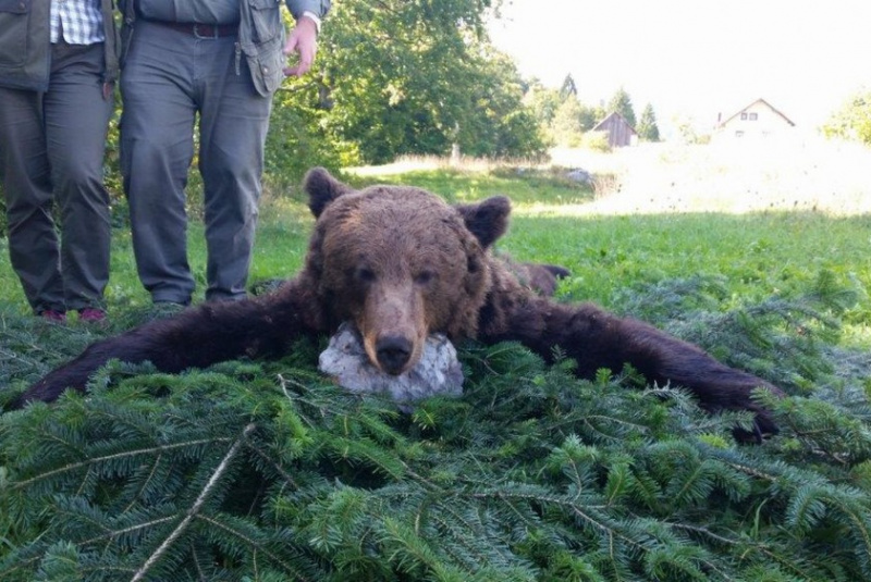  Poľovačky / Poľovačka na medveďa v Chorvátsku - foto