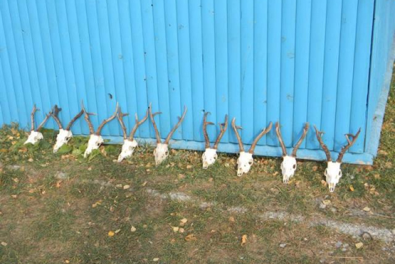 Poľovačka v Ázii Poľovačka v Ázii