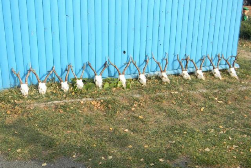 Poľovačka v Ázii Poľovačka v Ázii