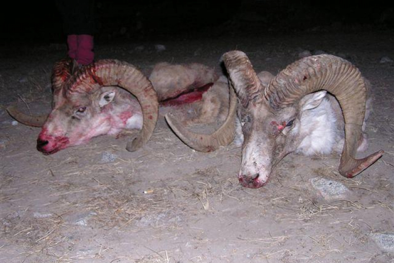 Poľovačka v Ázii Poľovačka v Ázii