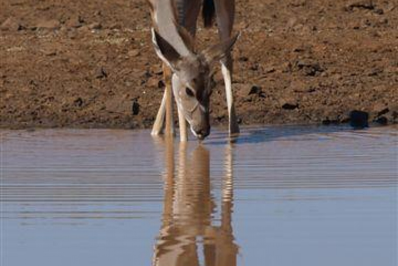 Safari v Afrike  Safari v Afrike