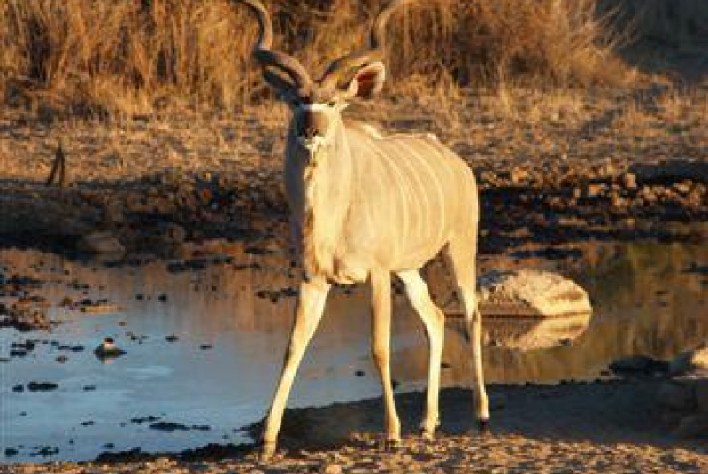 Safari v Afrike  Safari v Afrike