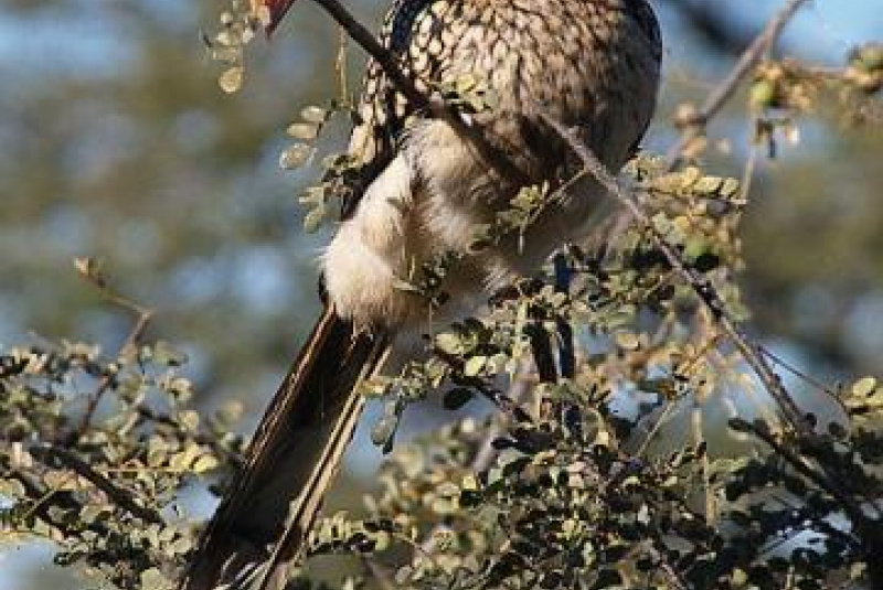 Safari v Afrike  Safari v Afrike