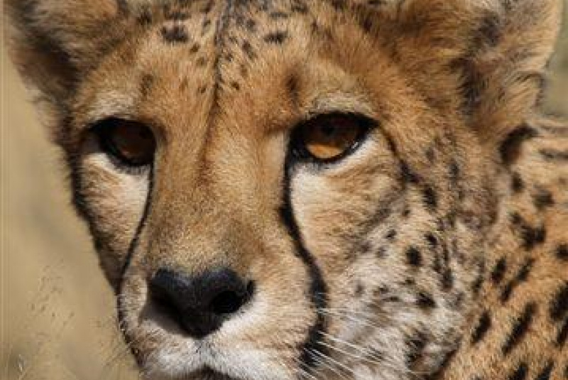 Safari v Afrike  Safari v Afrike