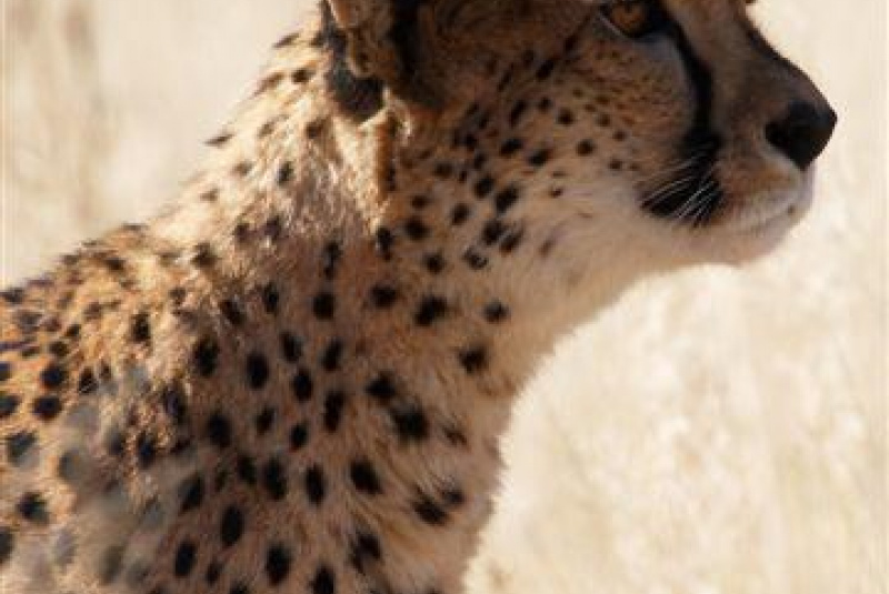  Safari v Afrike