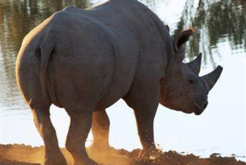 Safari v Afrike  Safari v Afrike