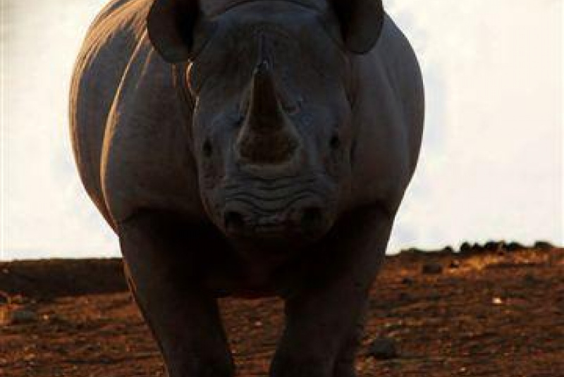  Safari v Afrike