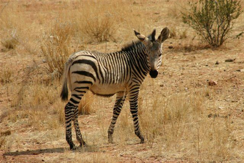  Safari v Afrike