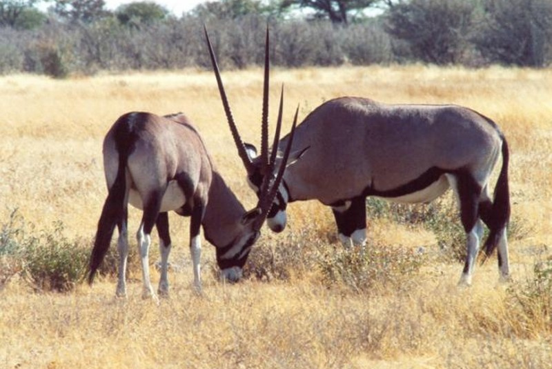 Exkluzívne lovy / Poľovačka v Namíbii - foto Exkluzívne lovy / Poľovačka v Namíbii - foto