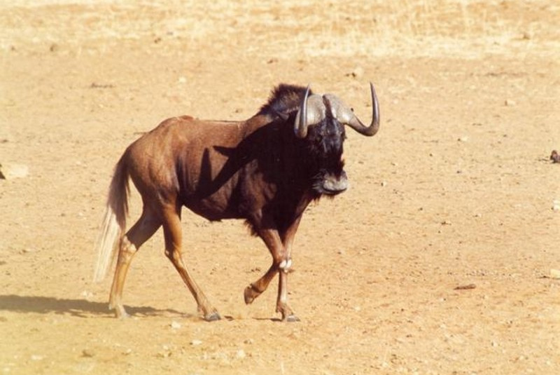 Exkluzívne lovy / Poľovačka v Namíbii - foto Exkluzívne lovy / Poľovačka v Namíbii - foto