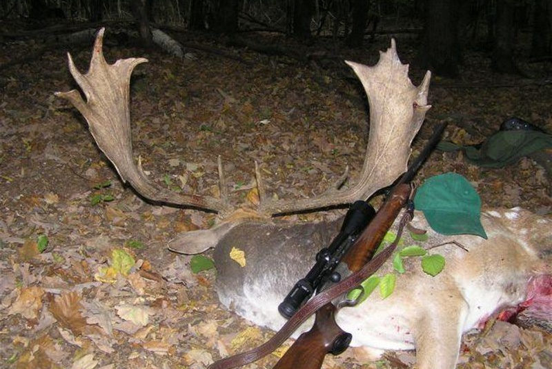 Exkluzívne lovy / Poľovačka na daniela v ruji - foto Exkluzívne lovy / Poľovačka na daniela v ruji - foto