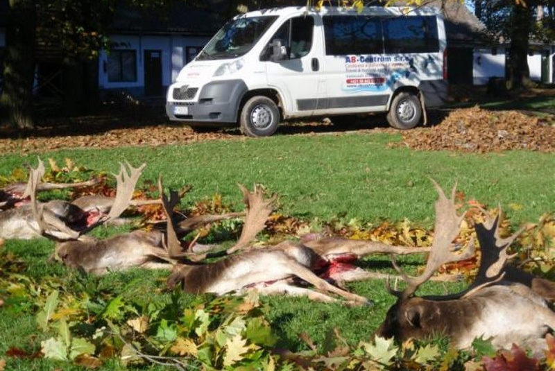 Exkluzívne lovy / Poľovačka na daniela v ruji - foto Exkluzívne lovy / Poľovačka na daniela v ruji - foto
