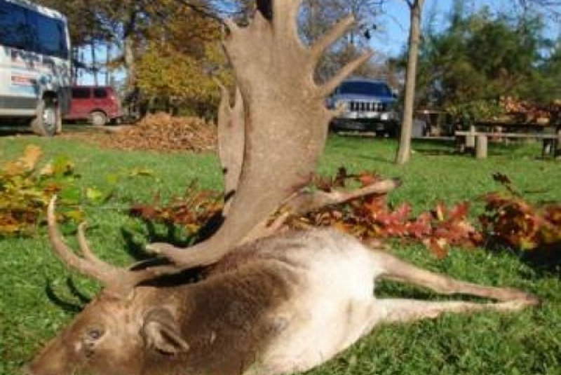Exkluzívne lovy / Poľovačka na daniela v ruji - foto Exkluzívne lovy / Poľovačka na daniela v ruji - foto