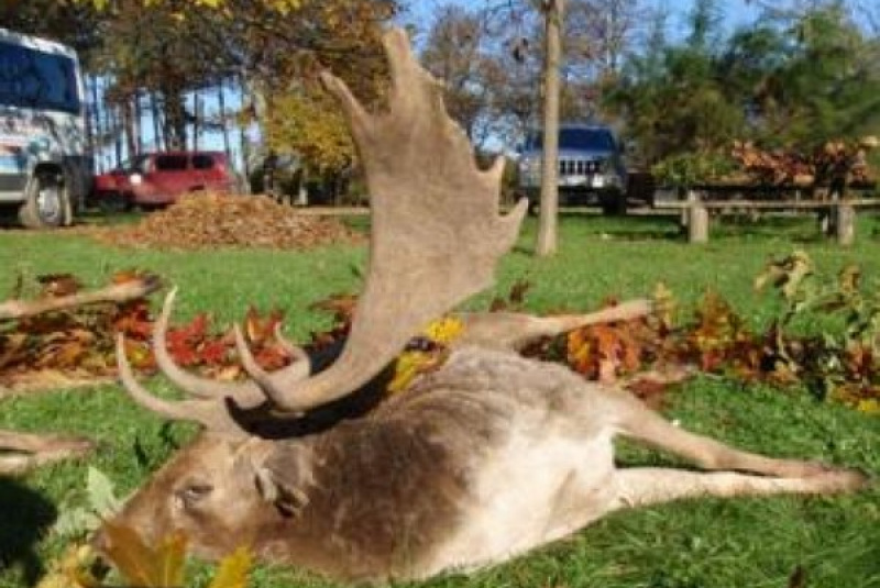 Exkluzívne lovy / Poľovačka na daniela v ruji - foto Exkluzívne lovy / Poľovačka na daniela v ruji - foto