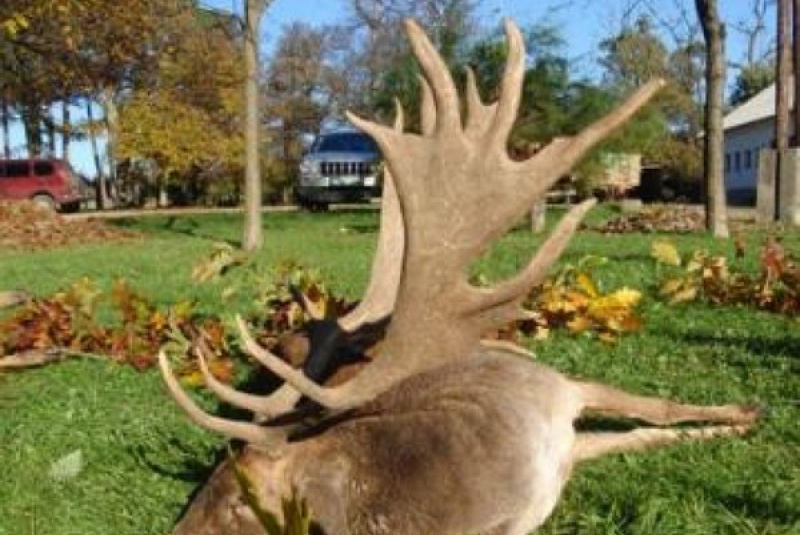 Exkluzívne lovy / Poľovačka na daniela v ruji - foto Exkluzívne lovy / Poľovačka na daniela v ruji - foto