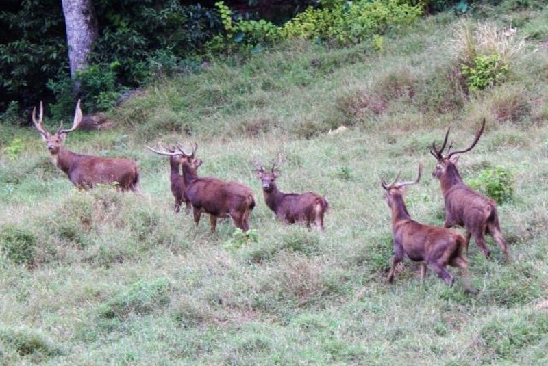 Exkluzívne lovy / Maurícius - lov jeleňa Rusa - foto Exkluzívne lovy / Maurícius - lov jeleňa Rusa - foto