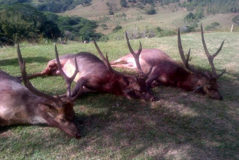 Exkluzívne lovy / Maurícius - lov jeleňa Rusa - foto Exkluzívne lovy / Maurícius - lov jeleňa Rusa - foto