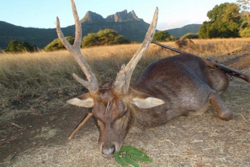 Exkluzívne lovy / Maurícius - lov jeleňa Rusa - foto Exkluzívne lovy / Maurícius - lov jeleňa Rusa - foto