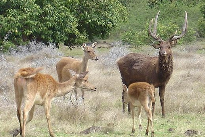 Exkluzívne lovy / Maurícius - lov jeleňa Rusa - foto Exkluzívne lovy / Maurícius - lov jeleňa Rusa - foto