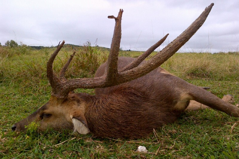  Exkluzívne lovy / Maurícius - lov jeleňa Rusa - foto