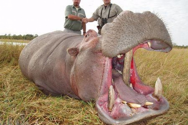 Zažite divočinu / Zimbabwe - poľovačka na slona a byvola - foto Zažite divočinu / Zimbabwe - poľovačka na slona a byvola - foto