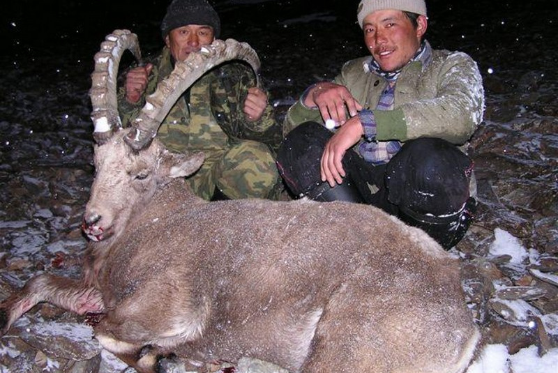 Zažite divočinu / Kirgizsko - poľovačka na vlka a kozorožca - foto Zažite divočinu / Kirgizsko - poľovačka na vlka a kozorožca - foto