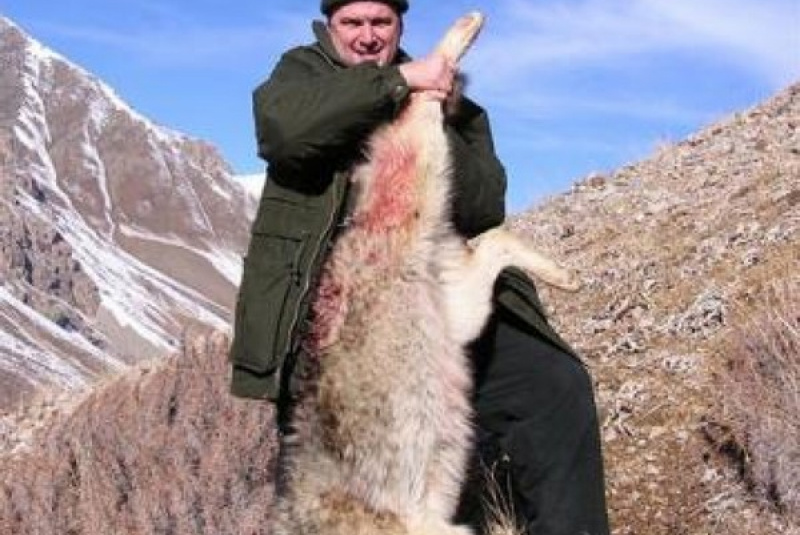  Zažite divočinu / Kirgizsko - poľovačka na vlka a kozorožca - foto