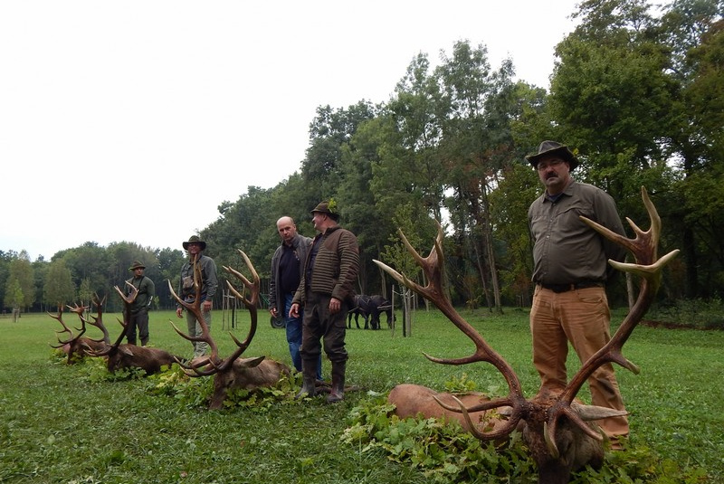  Najbližšie poľovačky / Poľovačka na jeleňa - foto