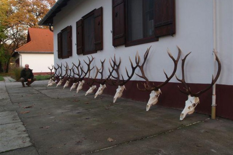  Najbližšie poľovačky / Poľovačka na jeleňa - foto