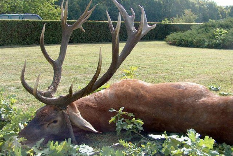 Najbližšie poľovačky / Poľovačka na jeleňa - foto  Najbližšie poľovačky / Poľovačka na jeleňa - foto