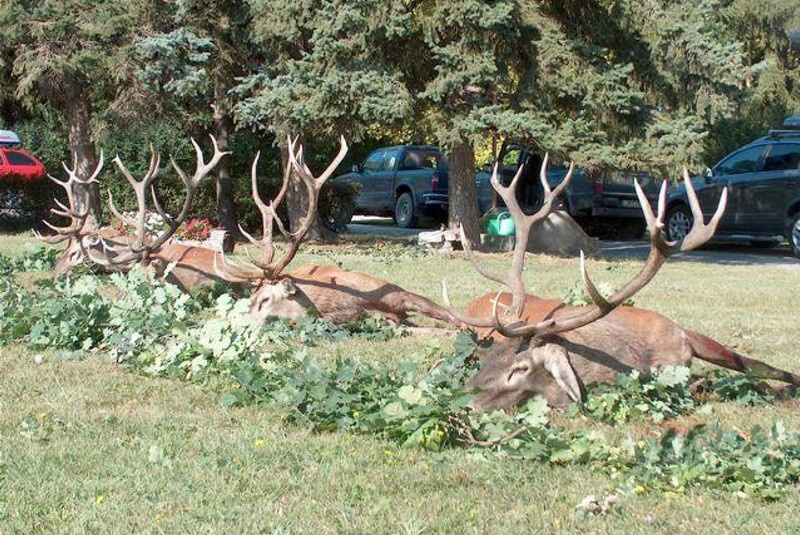 Najbližšie poľovačky / Poľovačka na jeleňa - foto  Najbližšie poľovačky / Poľovačka na jeleňa - foto