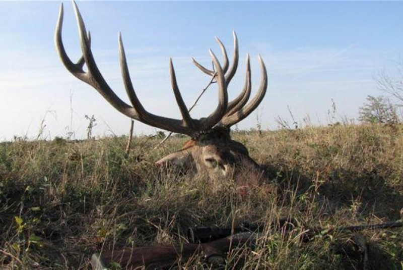 Najbližšie poľovačky / Poľovačka na jeleňa - foto  Najbližšie poľovačky / Poľovačka na jeleňa - foto