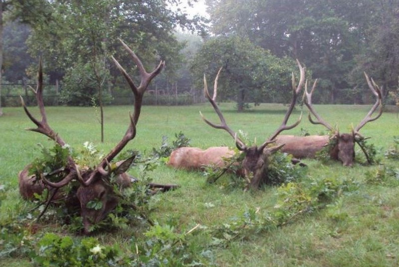 Najbližšie poľovačky / Poľovačka na jeleňa - foto  Najbližšie poľovačky / Poľovačka na jeleňa - foto