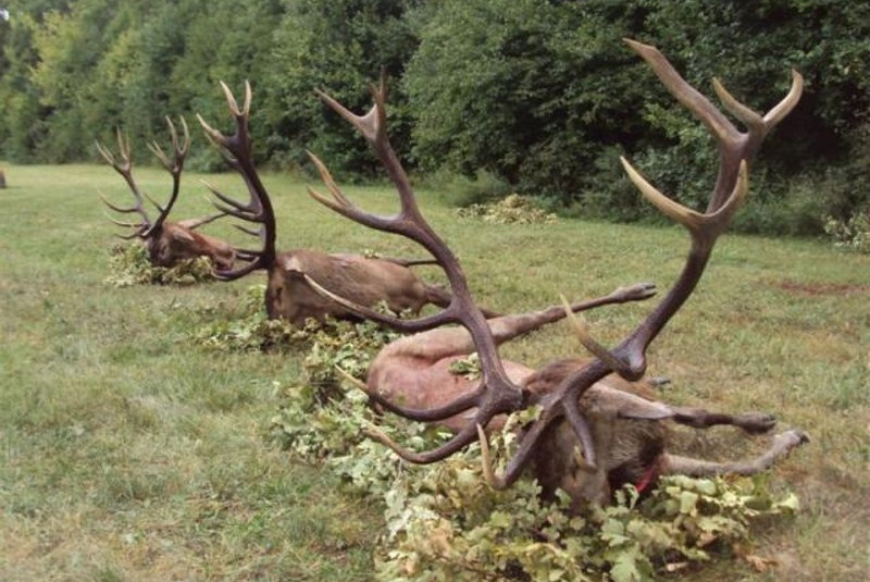  Najbližšie poľovačky / Poľovačka na jeleňa - foto