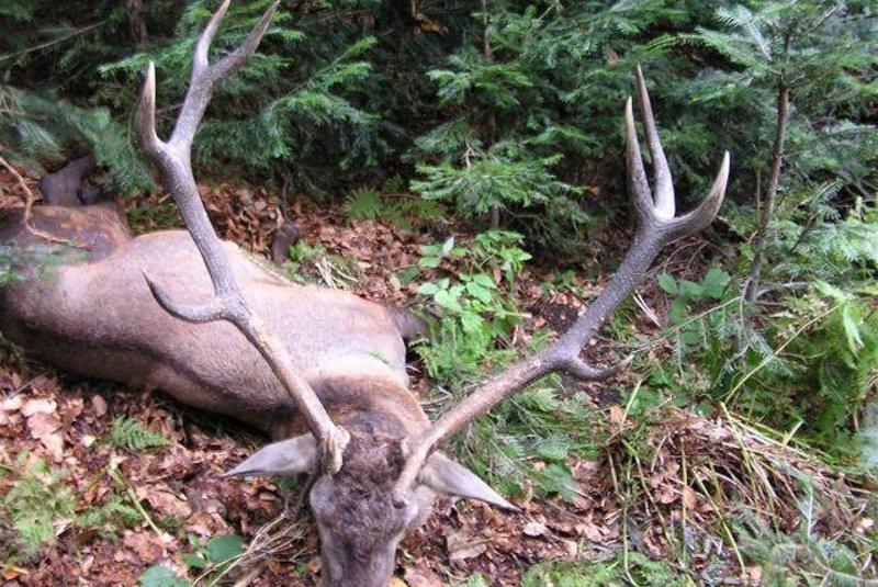Najbližšie poľovačky / Poľovačka na jeleňa - foto  Najbližšie poľovačky / Poľovačka na jeleňa - foto