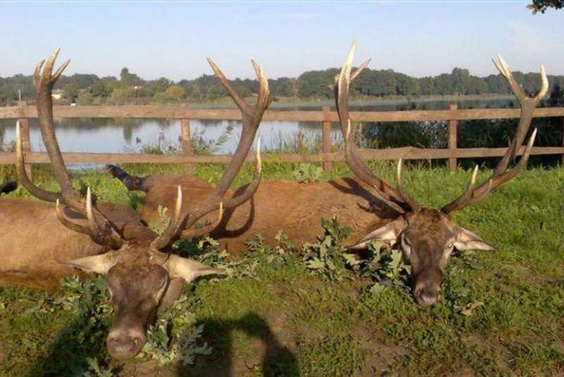 Najbližšie poľovačky / Poľovačka na jeleňa - foto  Najbližšie poľovačky / Poľovačka na jeleňa - foto