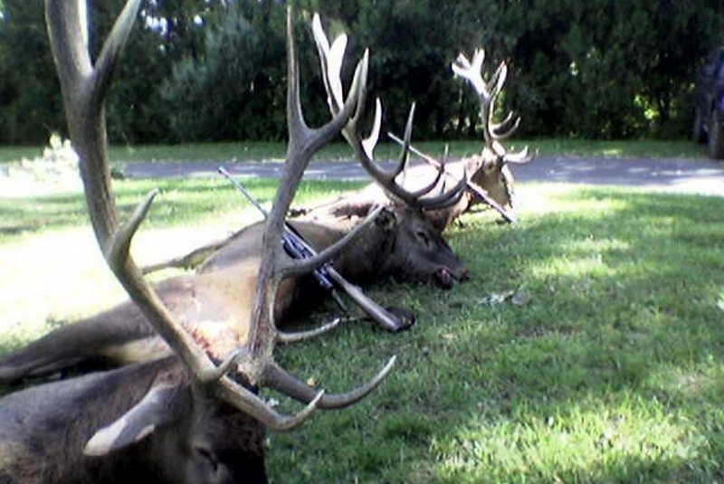 Najbližšie poľovačky / Poľovačka na jeleňa - foto  Najbližšie poľovačky / Poľovačka na jeleňa - foto