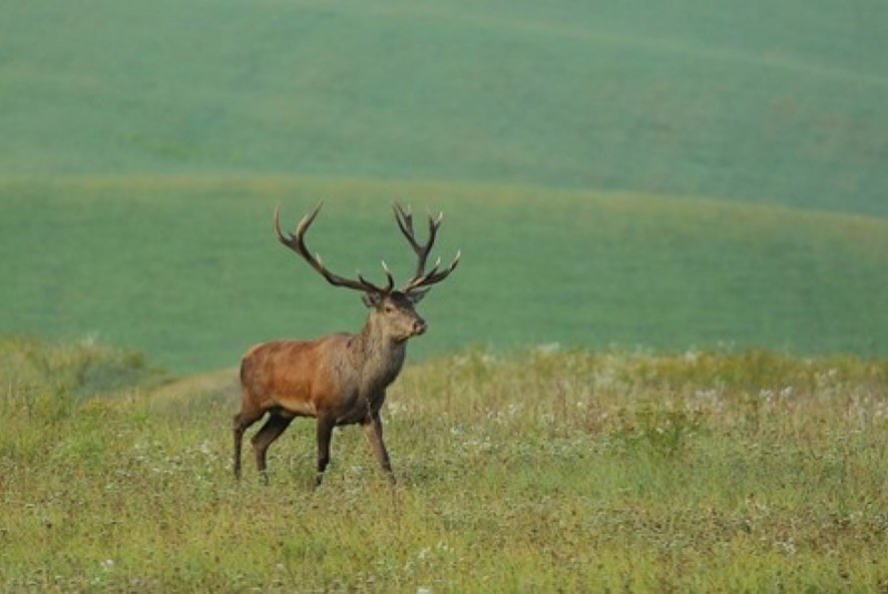 Najbližšie poľovačky / Poľovačka na jeleňa - foto  Najbližšie poľovačky / Poľovačka na jeleňa - foto