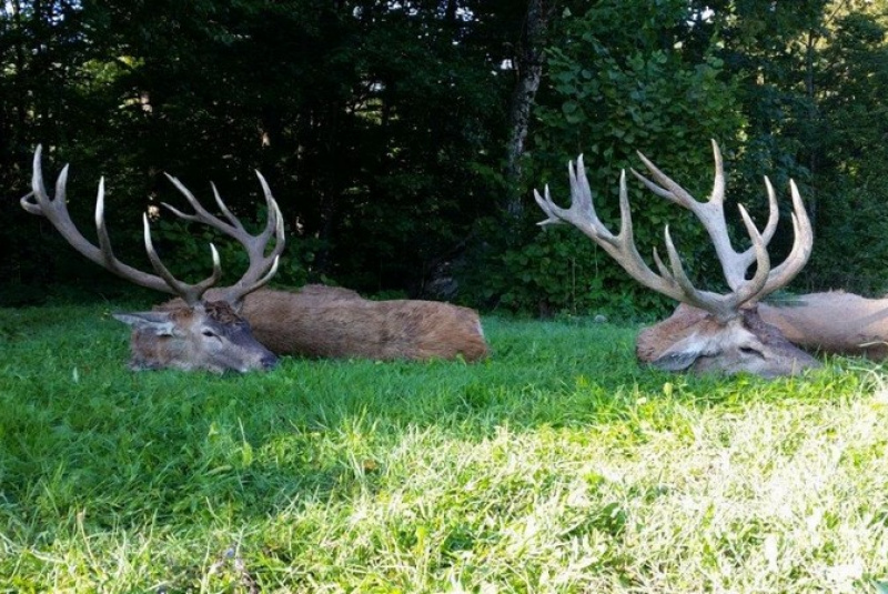 Najbližšie poľovačky / Poľovačka na jeleňa v Chorvátsku - foto  Najbližšie poľovačky / Poľovačka na jeleňa v Chorvátsku - foto