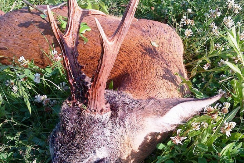 Poľovačky / Paušál na tri väčšie srnce - foto Poľovačky / Paušál na tri väčšie srnce - foto