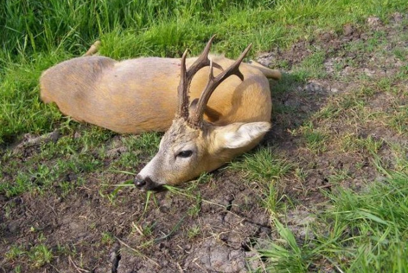 Poľovačky / Poľovačka na 4 srnce v Maďarsku - foto Poľovačky / Poľovačka na 4 srnce v Maďarsku - foto