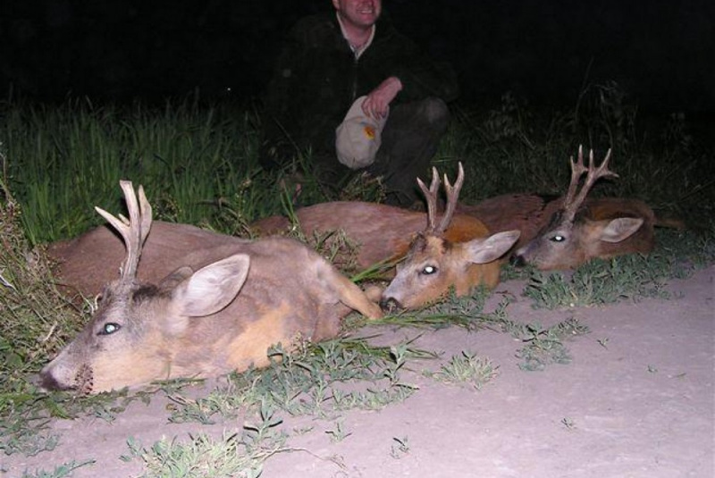  Poľovačky / Poľovačka na 4 srnce v Maďarsku - foto