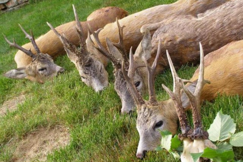 Poľovačky / Poľovačka na 4 srnce v Maďarsku - foto Poľovačky / Poľovačka na 4 srnce v Maďarsku - foto