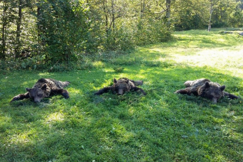  Poľovačky / Poľovačka na medveďa v Chorvátsku - foto