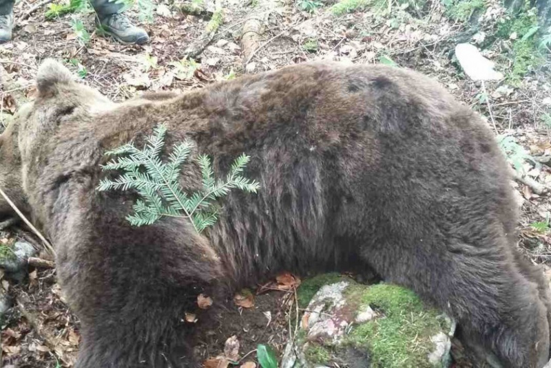 Poľovačky / Poľovačka na medveďa v Chorvátsku - foto