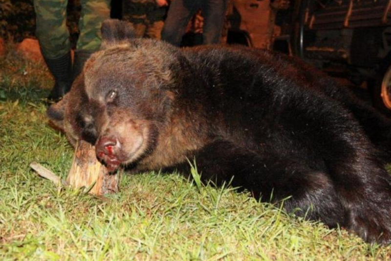 Poľovačky / Poľovačka na medveďa a losa v európskej časti Ruska - foto Poľovačky / Poľovačka na medveďa a losa v európskej časti Ruska - foto