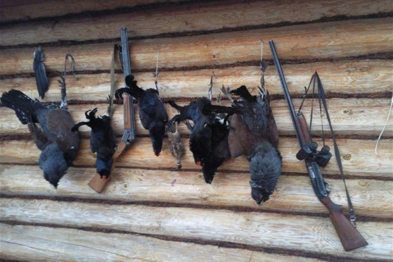 Poľovačky / Poľovačka na hlucháňa a tetrova v Rusku - foto  Poľovačky / Poľovačka na hlucháňa a tetrova v Rusku - foto