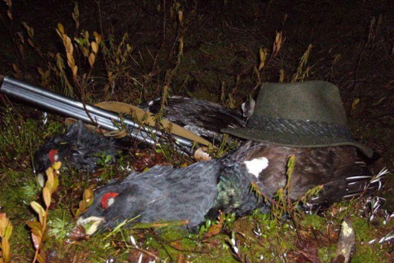 Poľovačky / Poľovačka na hlucháňa a tetrova v Rusku - foto  Poľovačky / Poľovačka na hlucháňa a tetrova v Rusku - foto