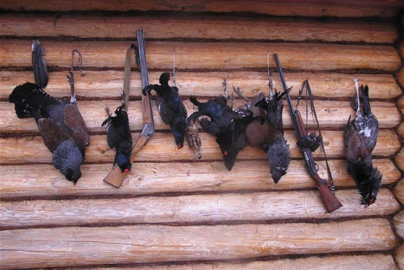 Poľovačky / Poľovačka na hlucháňa a tetrova v Rusku - foto  Poľovačky / Poľovačka na hlucháňa a tetrova v Rusku - foto